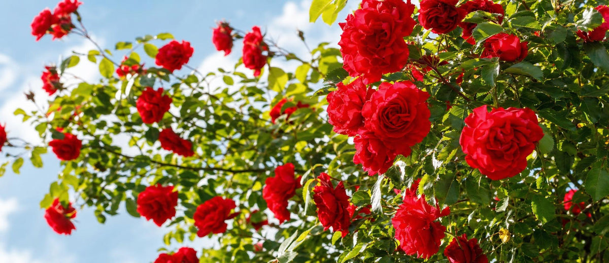 Rosen stutzen: wie und wann?