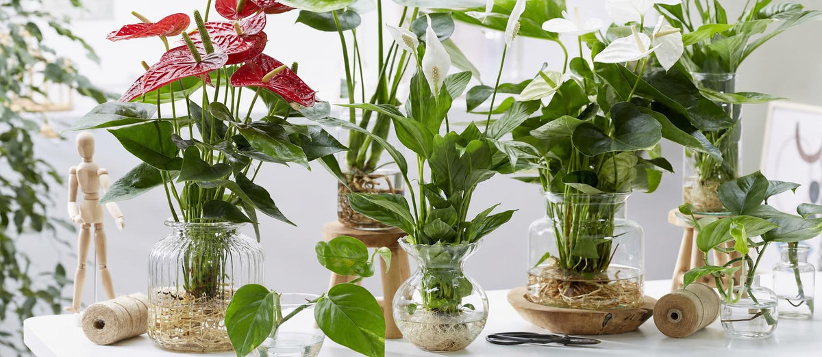 Ein Fest im Haus mit dem neuesten Trend: Hydroponie