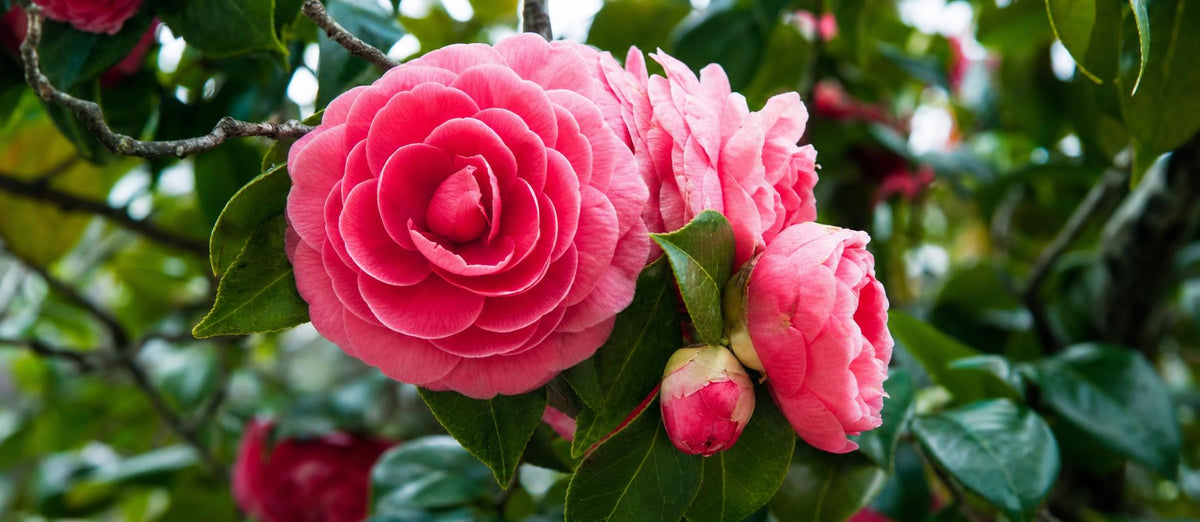 Camellia japonica: Pflanz- und Pflegetipps