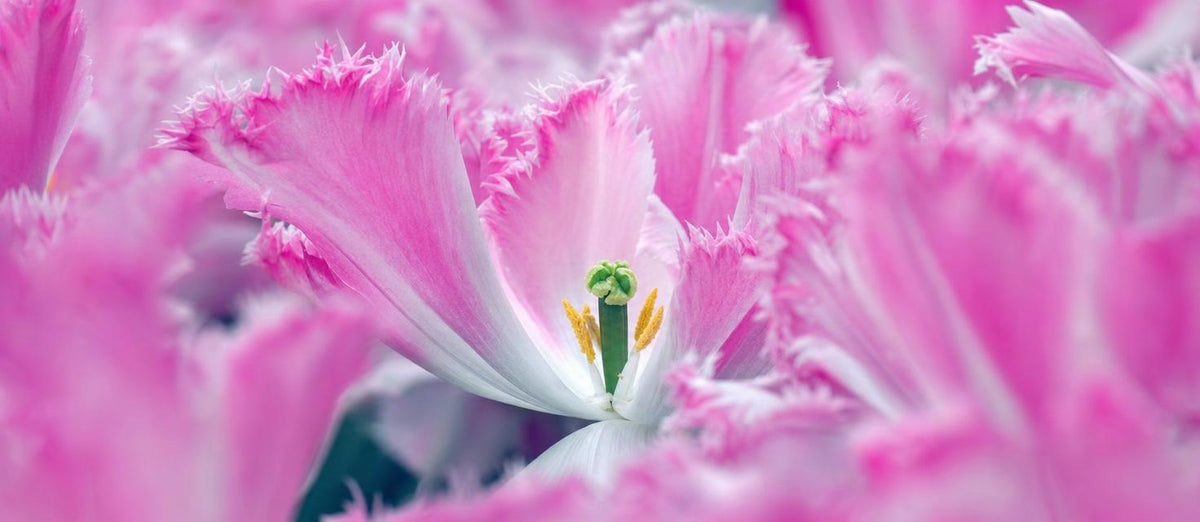Top 5 der ausgefallensten blumenzwiebeln