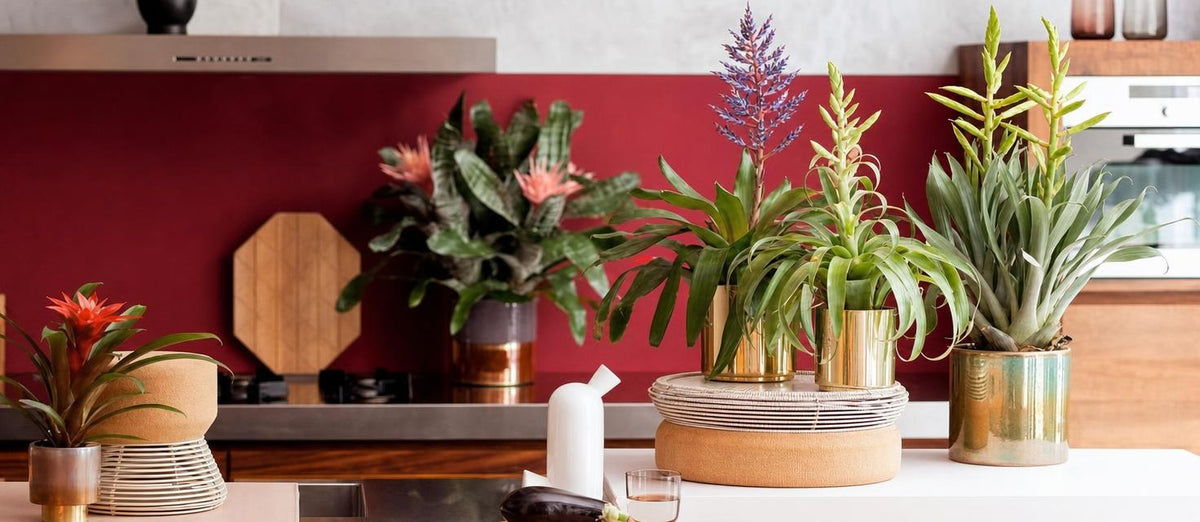 Bringen Sie mit diesen tropischen Zimmerpflanzen Farbe in Ihr Home Office