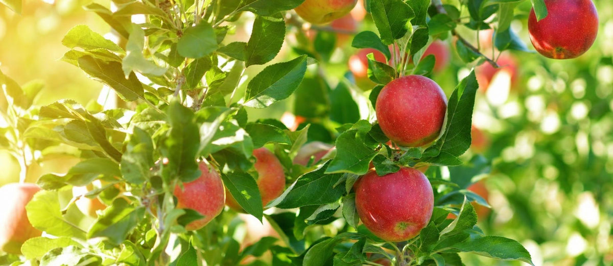 Obstbäume schneiden: wann und wie?