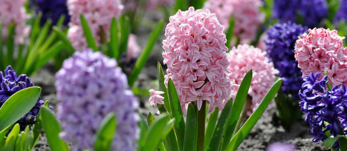 Die Hyazinthe liebliche bluten fur den Frühling