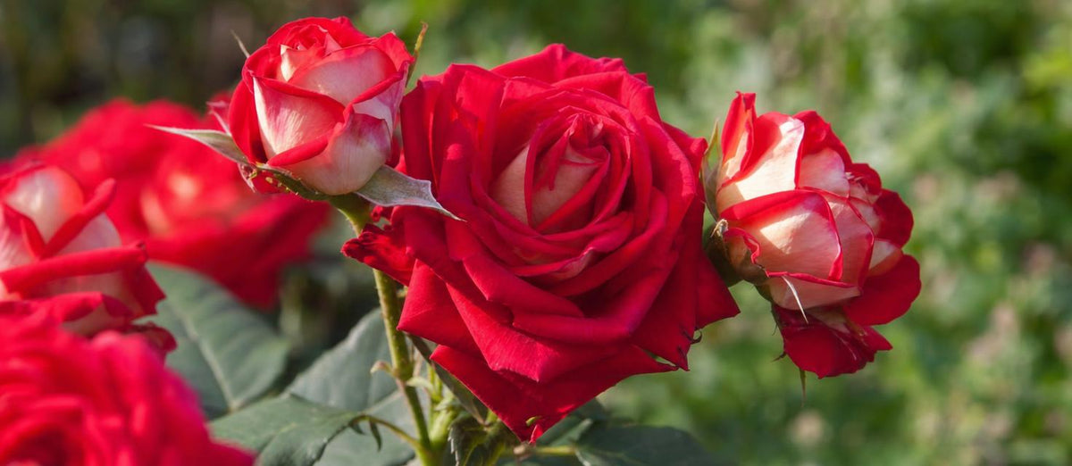 Rosen pflanzen: wie und wann?