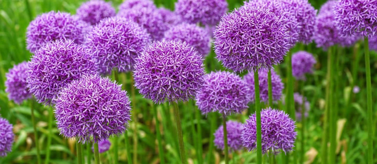 Allium pflanzen