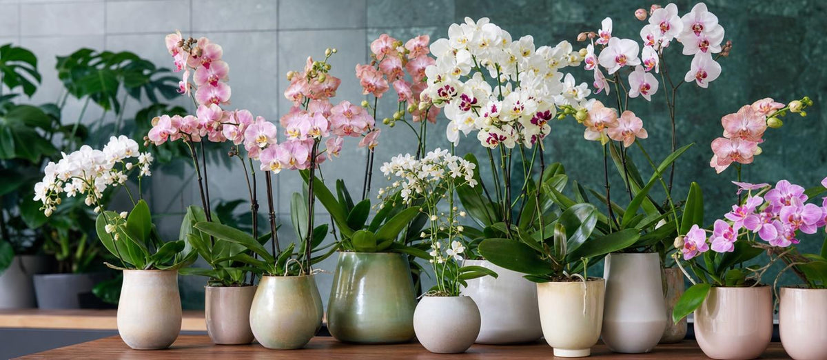 Orchideen: die farbenfrohe Pracht in Ihrem Wohnzimmer