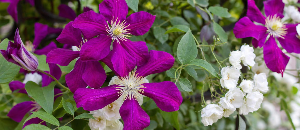 Rosen und Clematis kombinieren