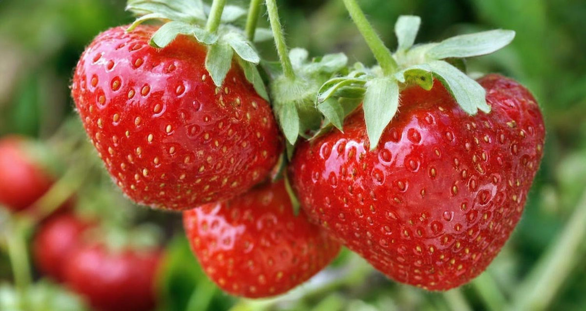 Erdbeeren aus eigenem Garten