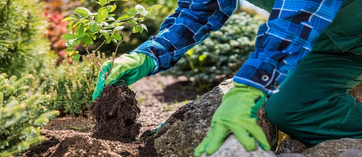 Ihre Gartenpflanzen umpflanzen