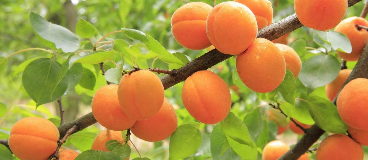 Stutzen den Aprikosenbaum (Prunus Armeniaca)