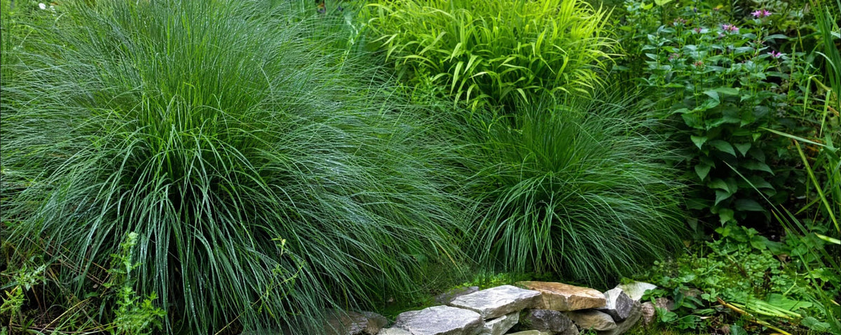 Ziergräser: Ein spielerisches Element in Ihrem Garten