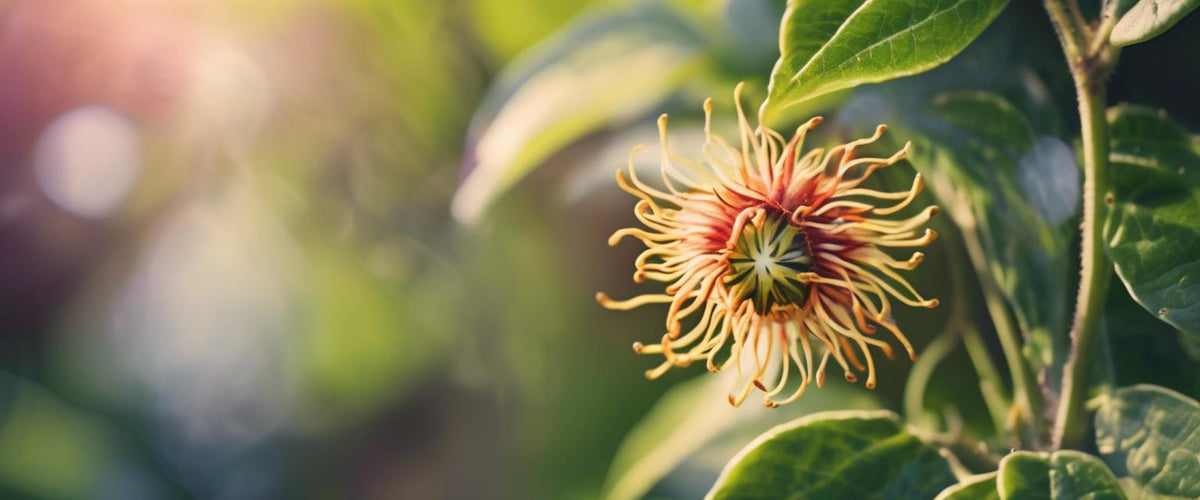 Vermehrungstechniken der Passionsblume