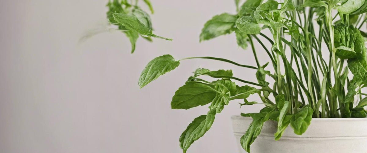 Wie man aromatische Pflanzen zu Hause anbaut