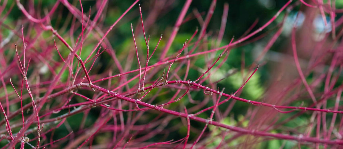 Stutzen die Hartriegel (Cornus sanguinea)