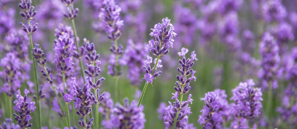 Lavendel / Lavandula