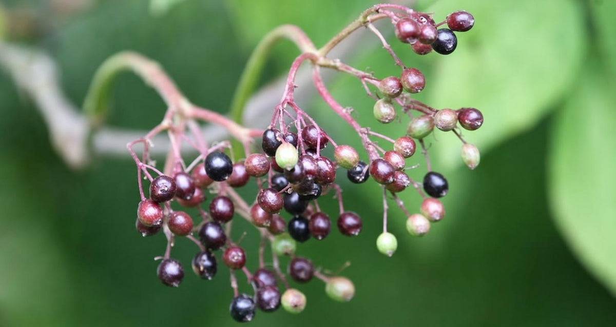 Stutzen der Holunder (Sambucus)
