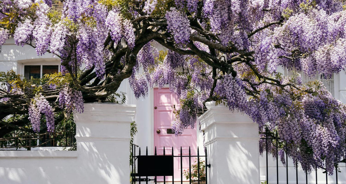 Blauregen: Ein begeisternder Wasserfall von Blüten (wisteria)