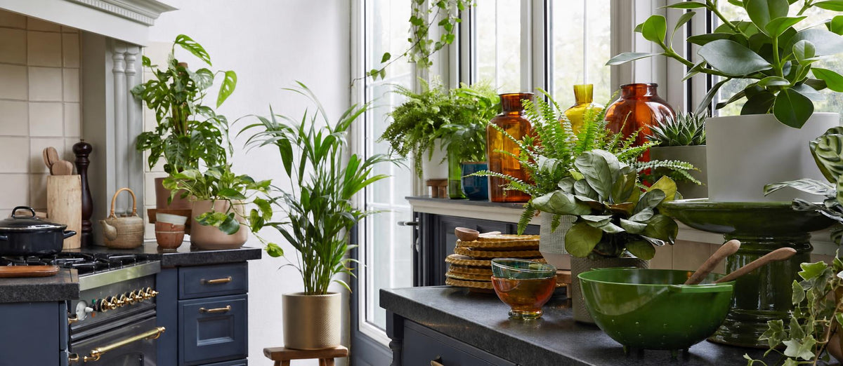 Pflanzensets, die ein Zimmer direkt Grün machen