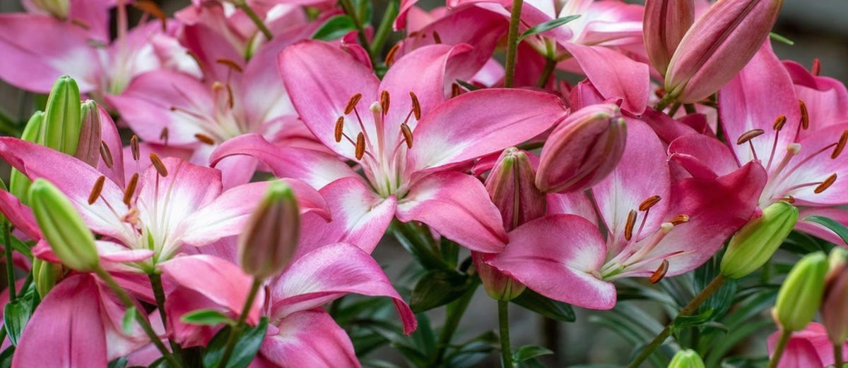 Lilien pflegen