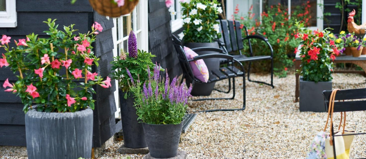 Terrassenpflanzen im Topf verleihen der Terrasse Farbe!