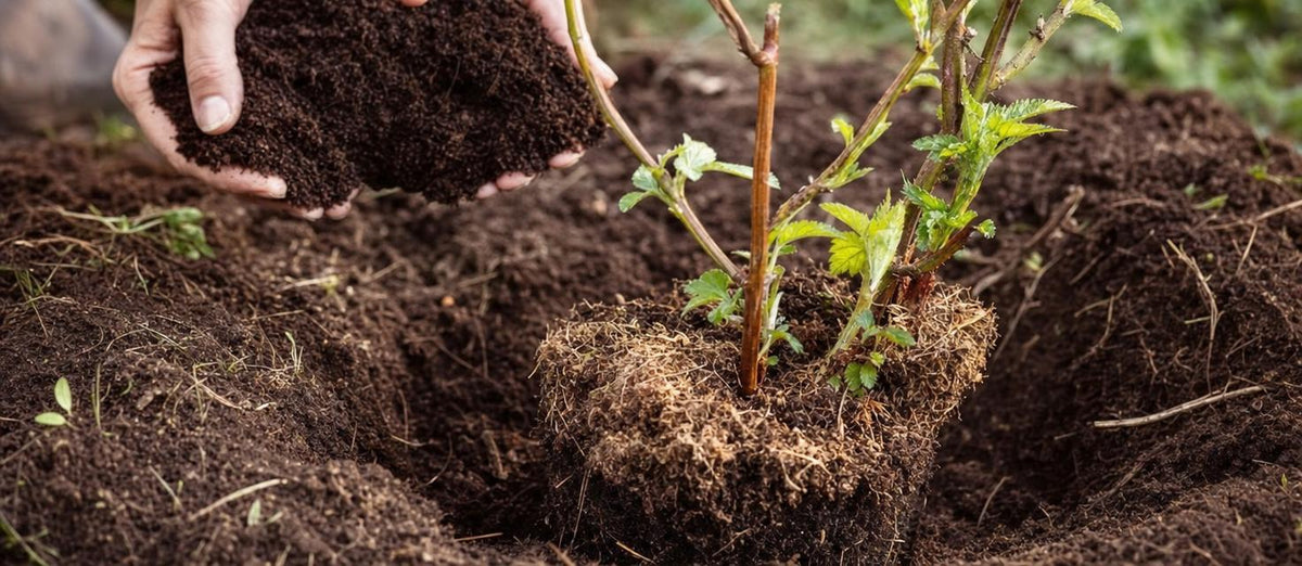 Blumenerde, die Grundlage für Grünpflanzen – im Innen- und Außenbereich
