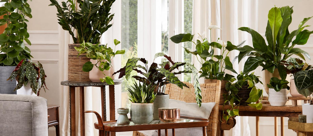 Sie möchten jetzt mit Ihrem Interieur loslegen? Denken Sie an diese 8 Zimmerpflanzentrends