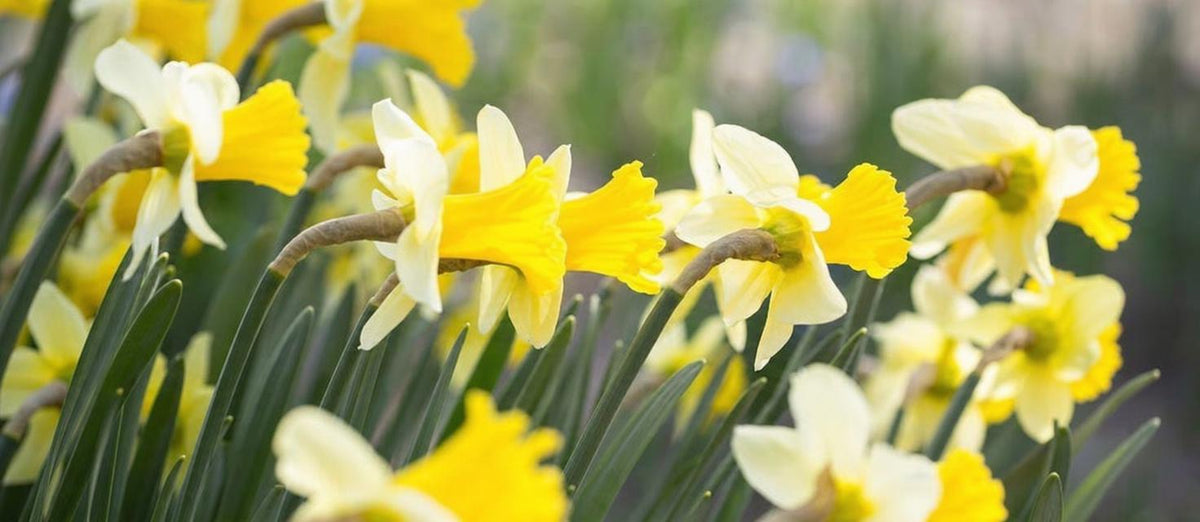 Die Narzisse, der erste Sonnenstrahl des Frühlings