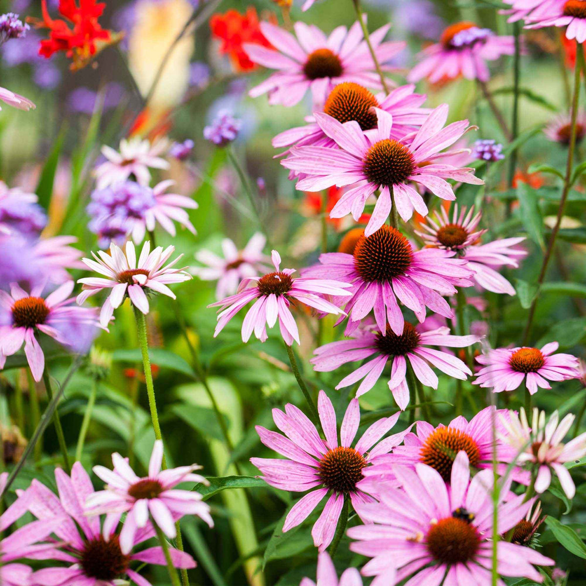Rosa Maiglöckchen - Convallaria majalis var. rosea