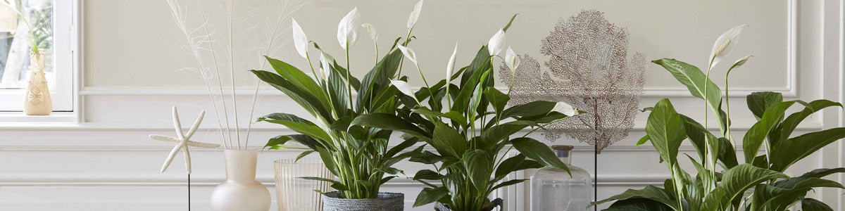 Einblatt - Spathiphyllum