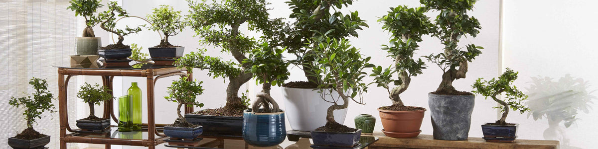 Bonsai