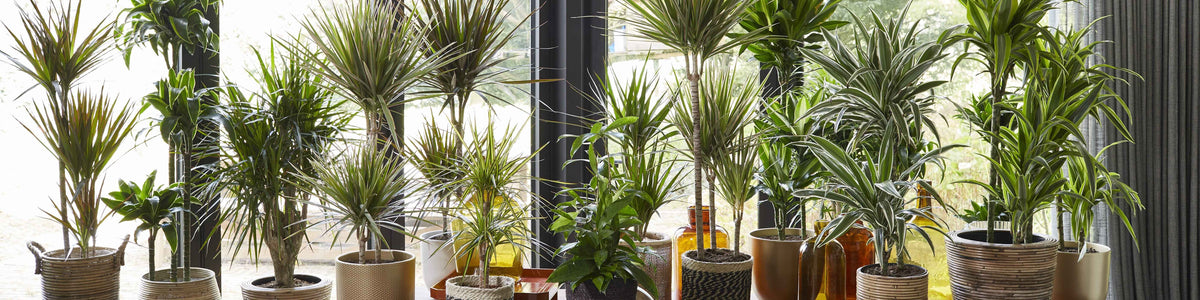 Dracaena reflexa - Gebogener Drachenbaum