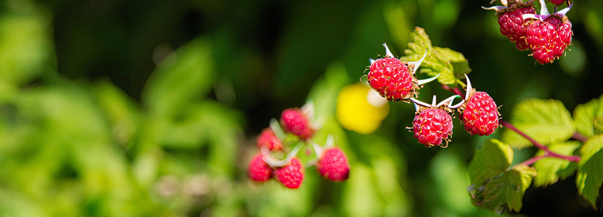 Obstbäume