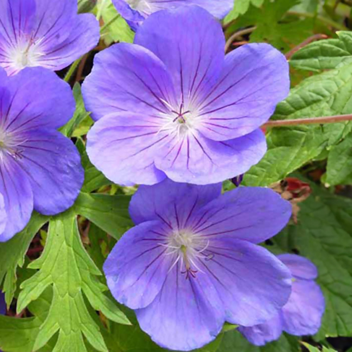Wald-Storchschnabel - Geranium sylvaticum