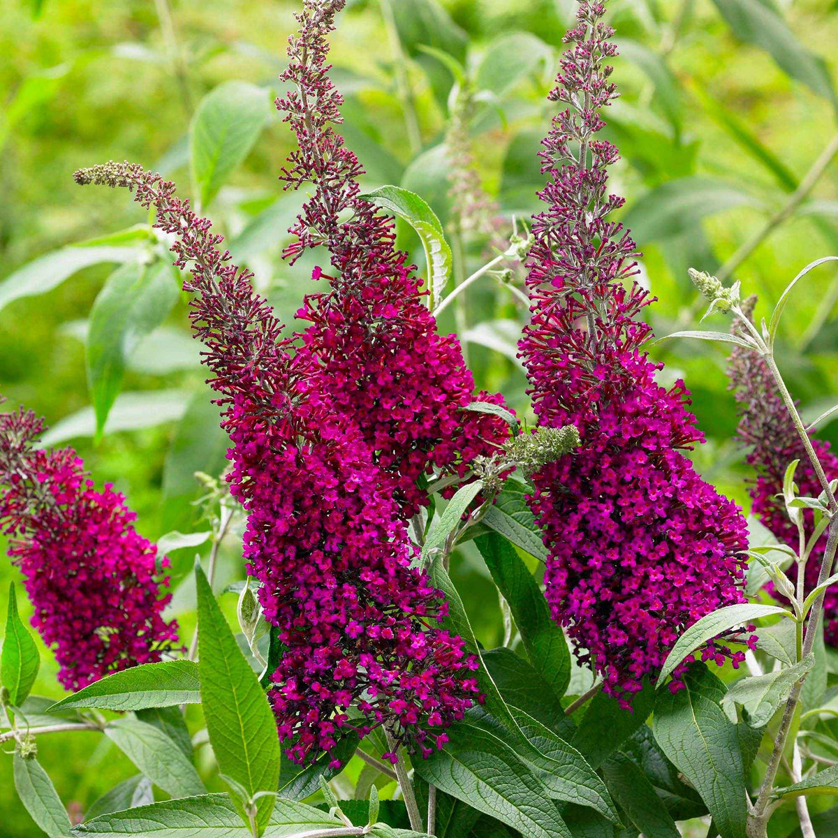 Coxs Kranzschlote - Eriostemon coxii