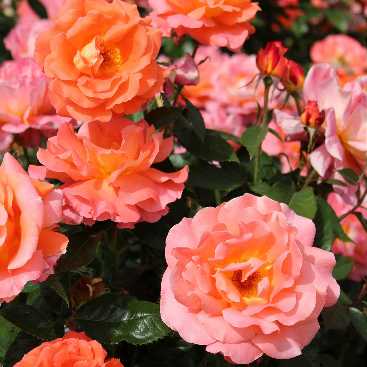 Banks-Rose - Rosa banksiae