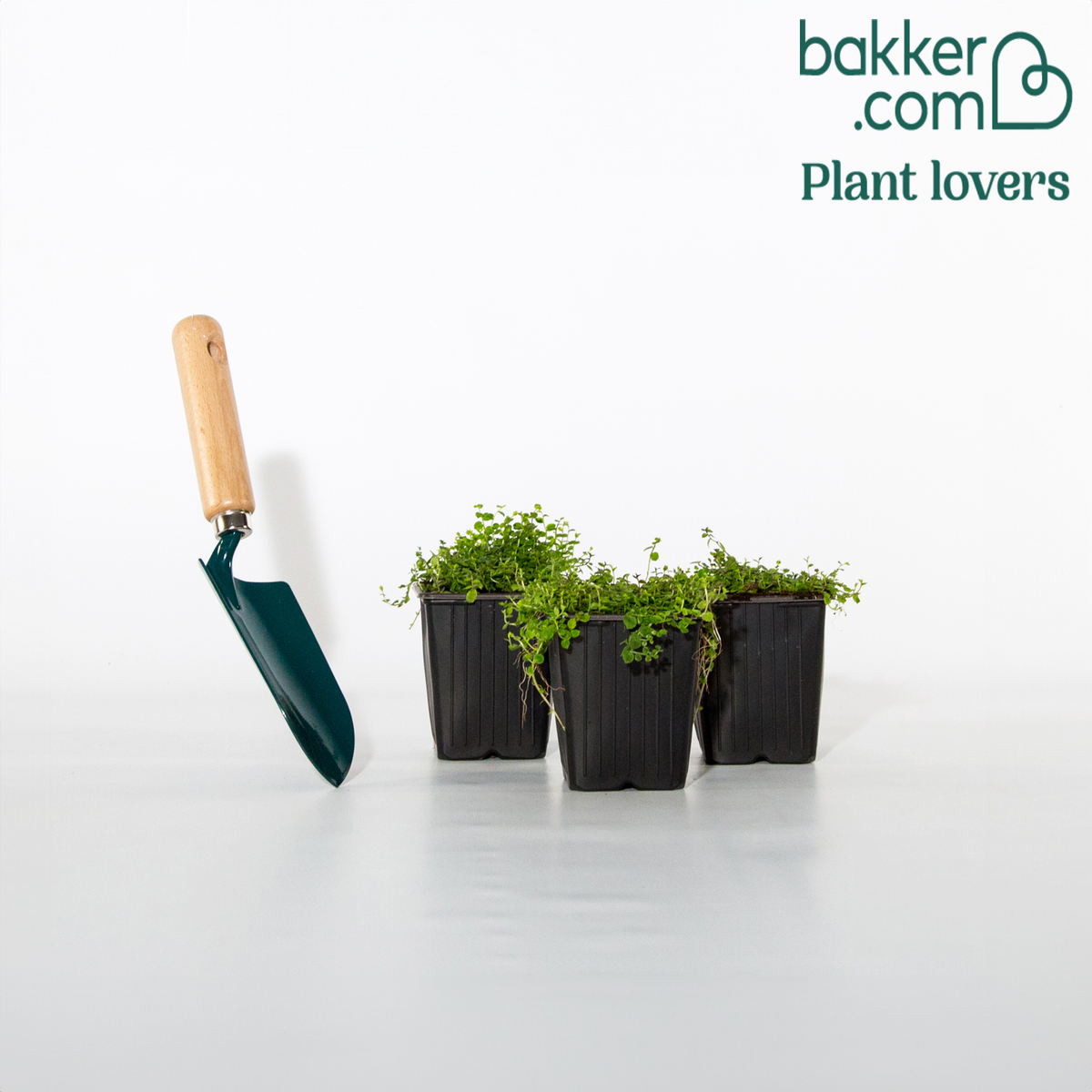 Blauer Bubikopf (x3) - Isotoma fluviatilis