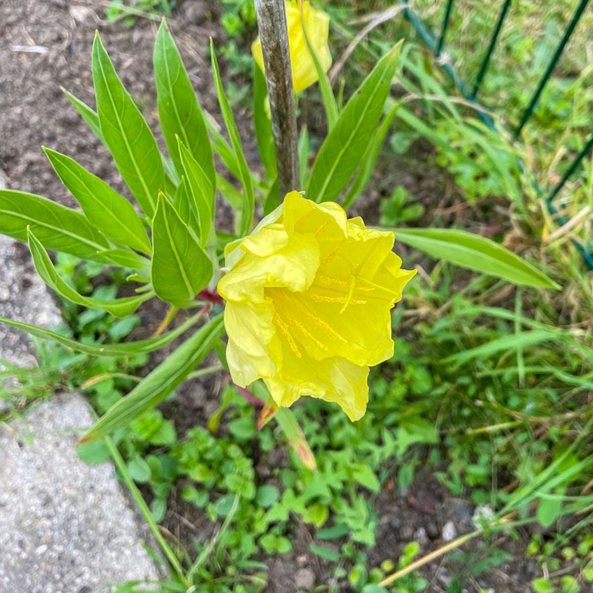Oenothera macrocarpa (missouriensis) - Nachtkerzen (x2) - Blühende Stauden
