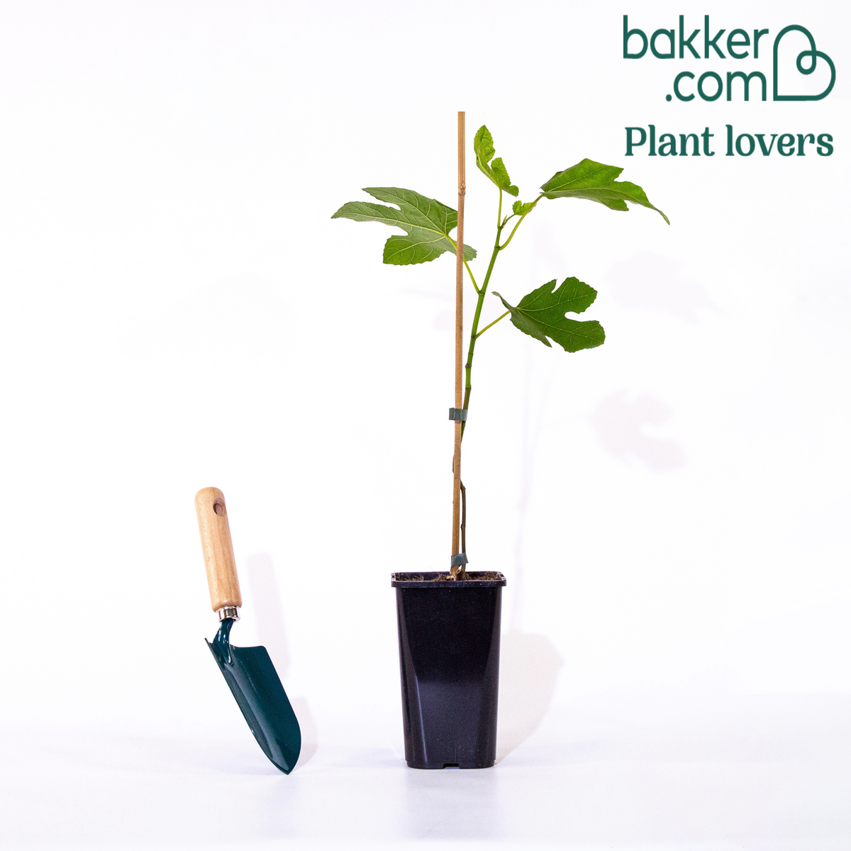 Feigenbaum 'Brown Turkey' - Ficus carica brown turkey