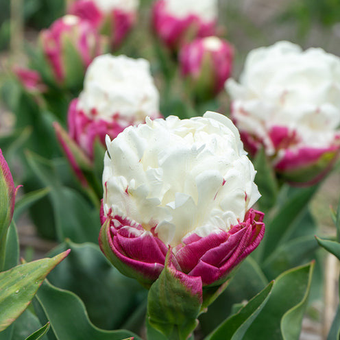 Tulpe 'Ice Cream' gefüllt (x7) - Bakker