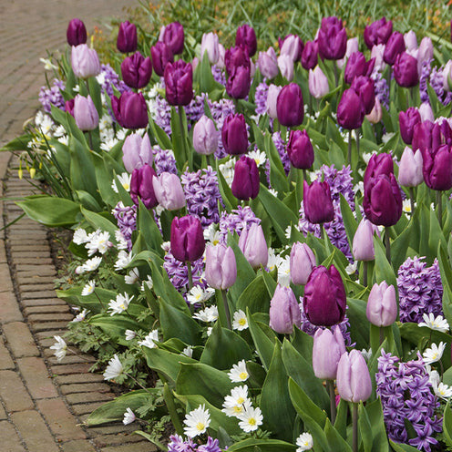 Blumenzwiebel-Mischung 'Royal Purple' (x25) - Bakker