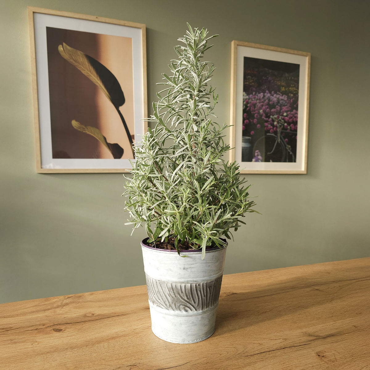 Kleine Zimmerpflanzen - Lavendel ' Weihnachtsbaum' - Lavandula angustifolia Christmas Tree