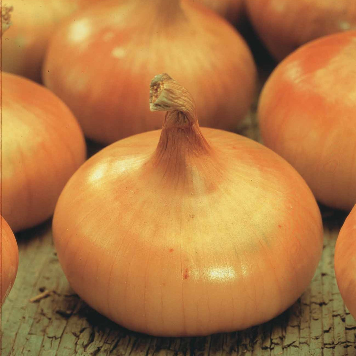 Allium cepa Paille des Vertus - Gelbe Zwiebel ‘Paille des Vertus’ - Zwiebelzwiebeln