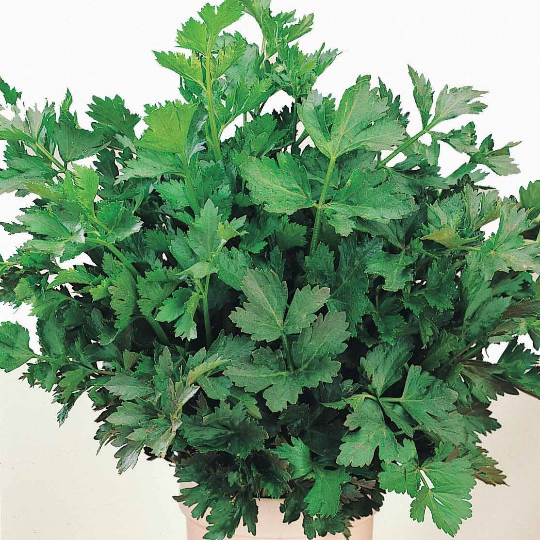 Verkauf Schnittsellerie - Apium graveolens