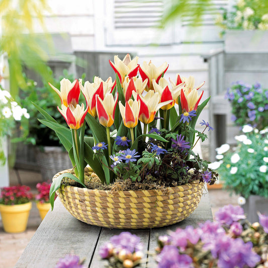 Tulpen The First - Bakker