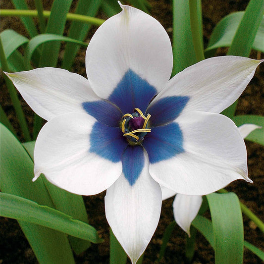 Tulpe Alba Coerulea Oculata (x4) - Bakker
