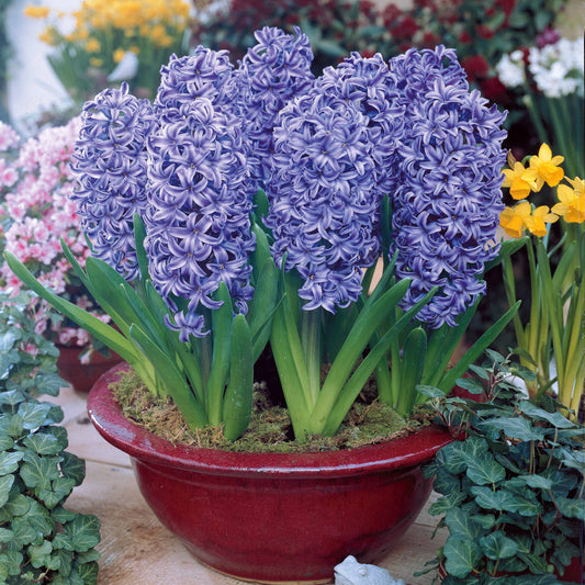 Hyazinthe 'Ostara' (x6) - Bakker