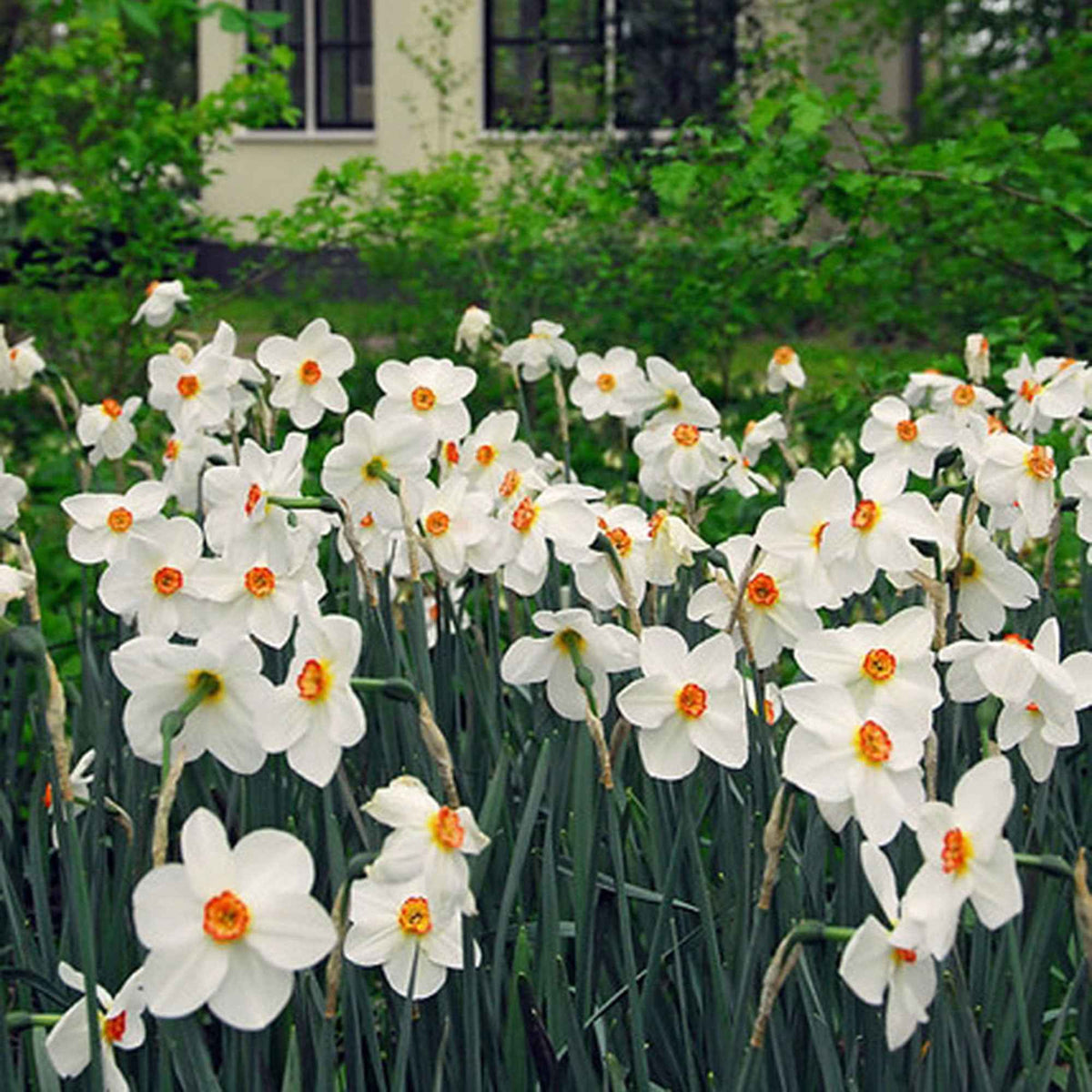 Narcissus poeticus Actea - Narzisse Poeticus 'Actea' (x10) - Narzissen-Zwiebeln
