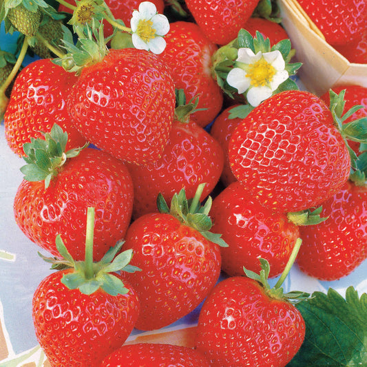 Erdbeere ‘La Savoureuse de Willemse®’ (x20) - Bakker