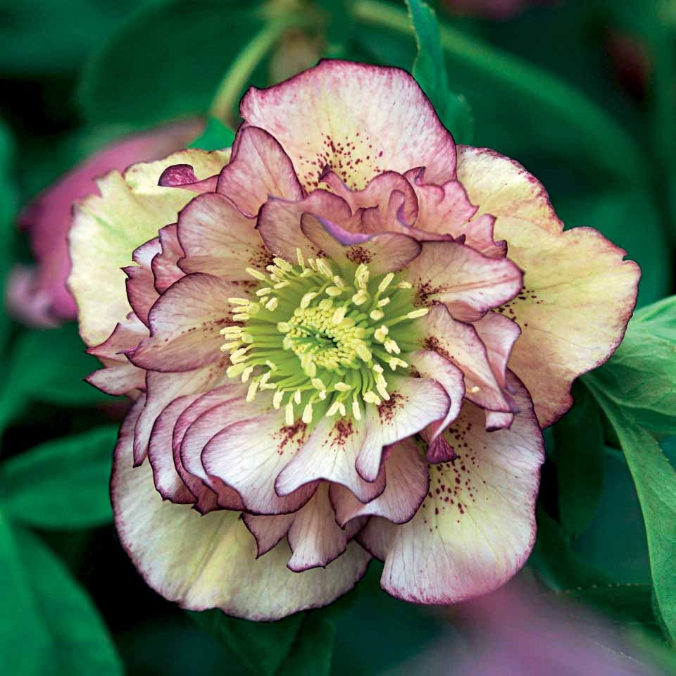 Christrose Double Ellen Picotée (x2) - Bakker