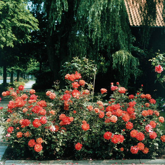 Strauchrose Doris Tysterman - Bakker